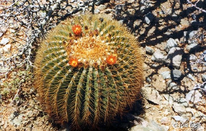 Ferocactus diguetii Cerralvo, BC,Mexico